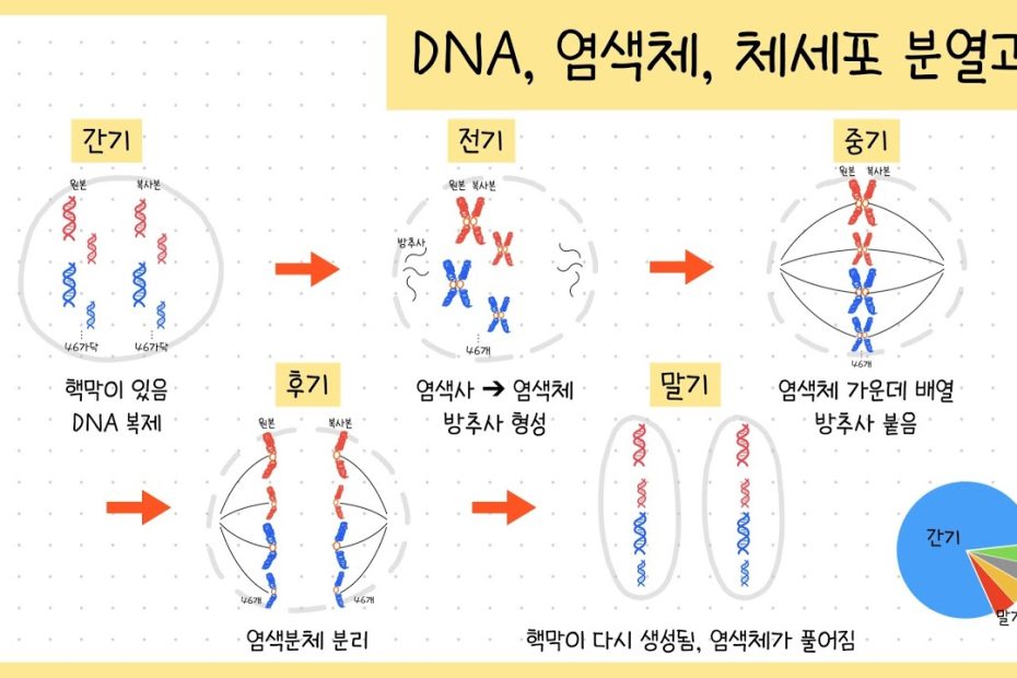 중3 생식과 유전] 염색체 수 세는 방법￨Dna량 세는 방법￨2N과 N의 의미🧬 - Youtube