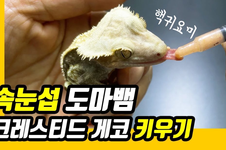 귀여운 속눈섭 도마뱀. 사료 만으로 키울 수 있는 크레스티드 게코 키우기.사육정보 - Youtube