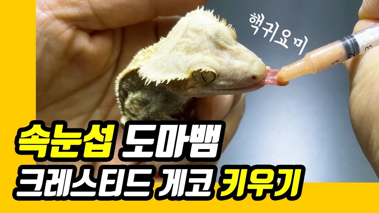귀여운 속눈섭 도마뱀. 사료 만으로 키울 수 있는 크레스티드 게코 키우기.사육정보 - Youtube