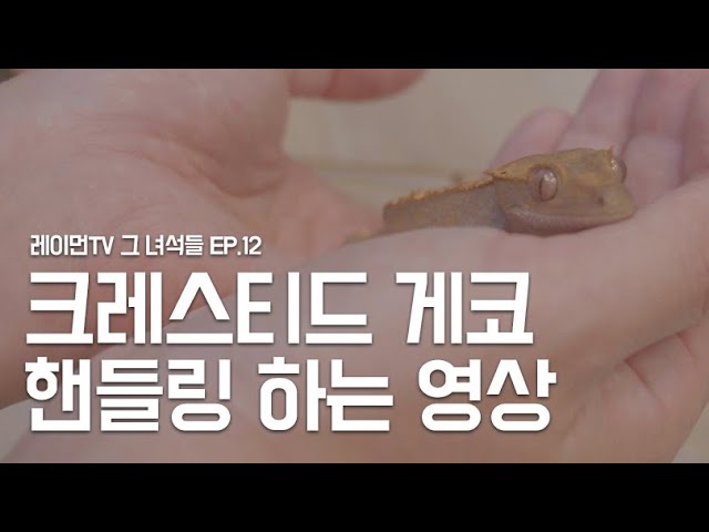 크레스티드 게코 핸들링 하는 영상 (Feat. 딱지) | 레이먼Tv 그 녀석들 Ep.12 - Youtube