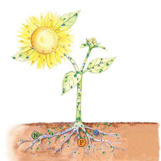 The Basics Of Fertilizing Your Plants - Finegardening