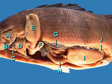 Do All Fish Have Livers? Exploring The Internal Organs Of Aquatic Creatures