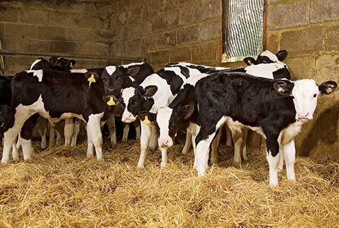 Dairy Bull Calves Achieve 'Amazing' Gains For Essex Beef Farmer - Farmers  Weekly