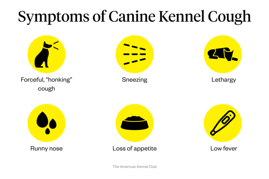 Is Sneezing A Kennel Cough Symptom? Exploring Canine Health