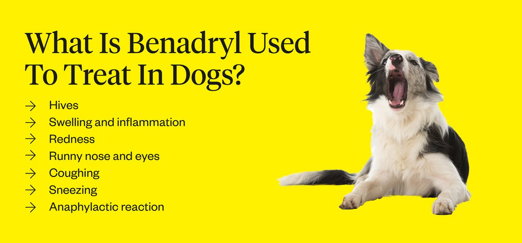 How Much Benadryl Can I Give My Dog? | Dutch