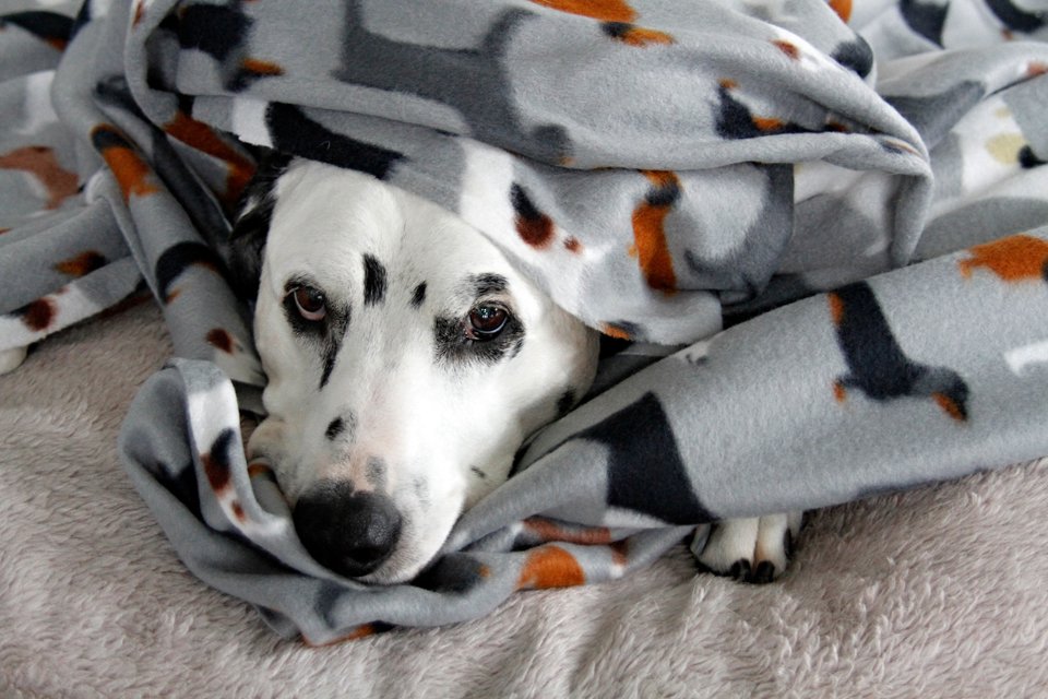 Ridiculously Easy Diy No-Sew Dog (Or Anyone!) Blanket - Dalmatian Diy