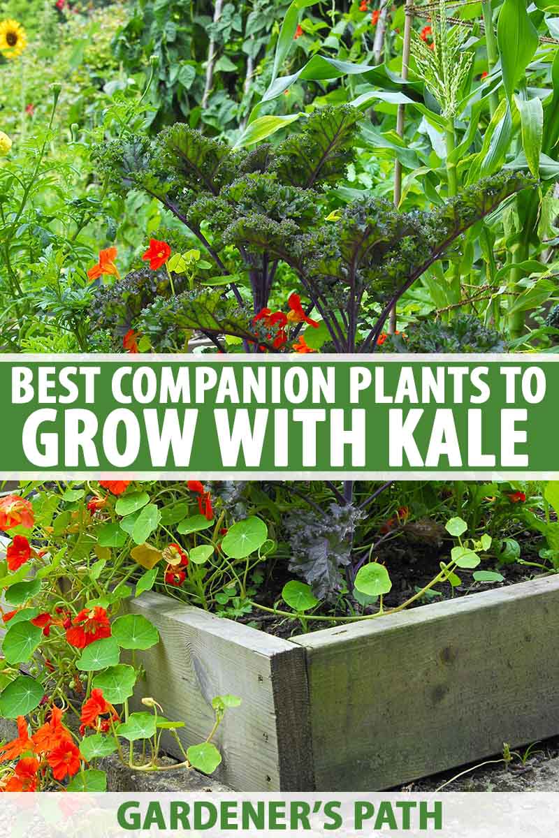 The Best Companion Plants To Grow With Kale | Gardener'S Path