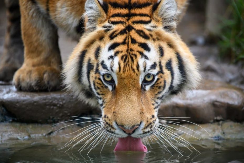 Discover The Largest Siberian Tiger Ever - Az Animals