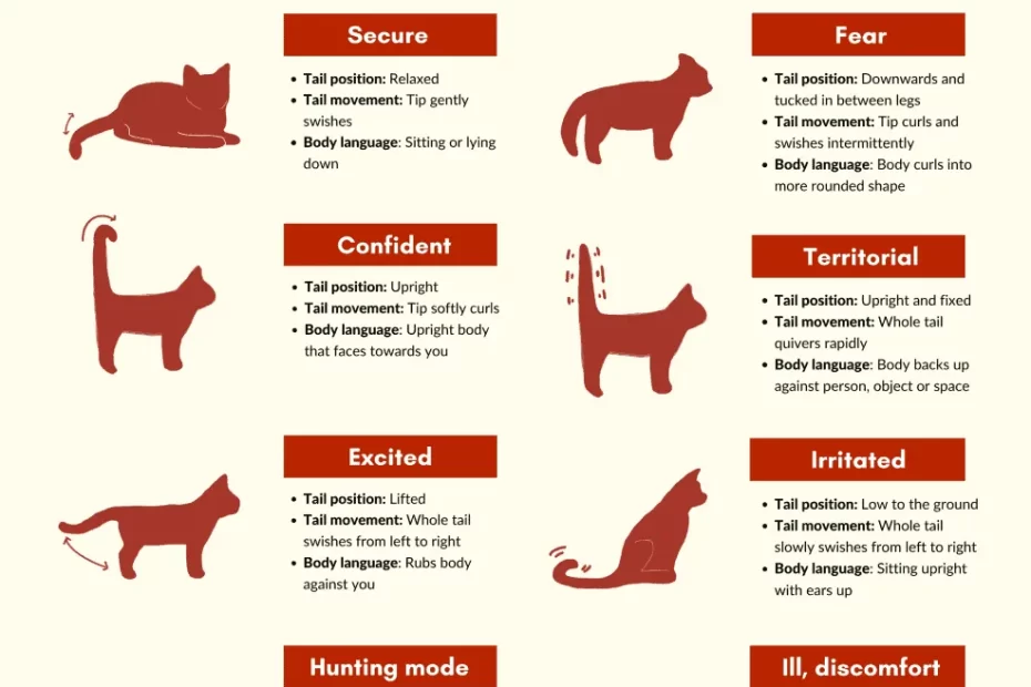 What Does A Low Wagging Tail Mean In Cats? Unveiling Feline Body Language