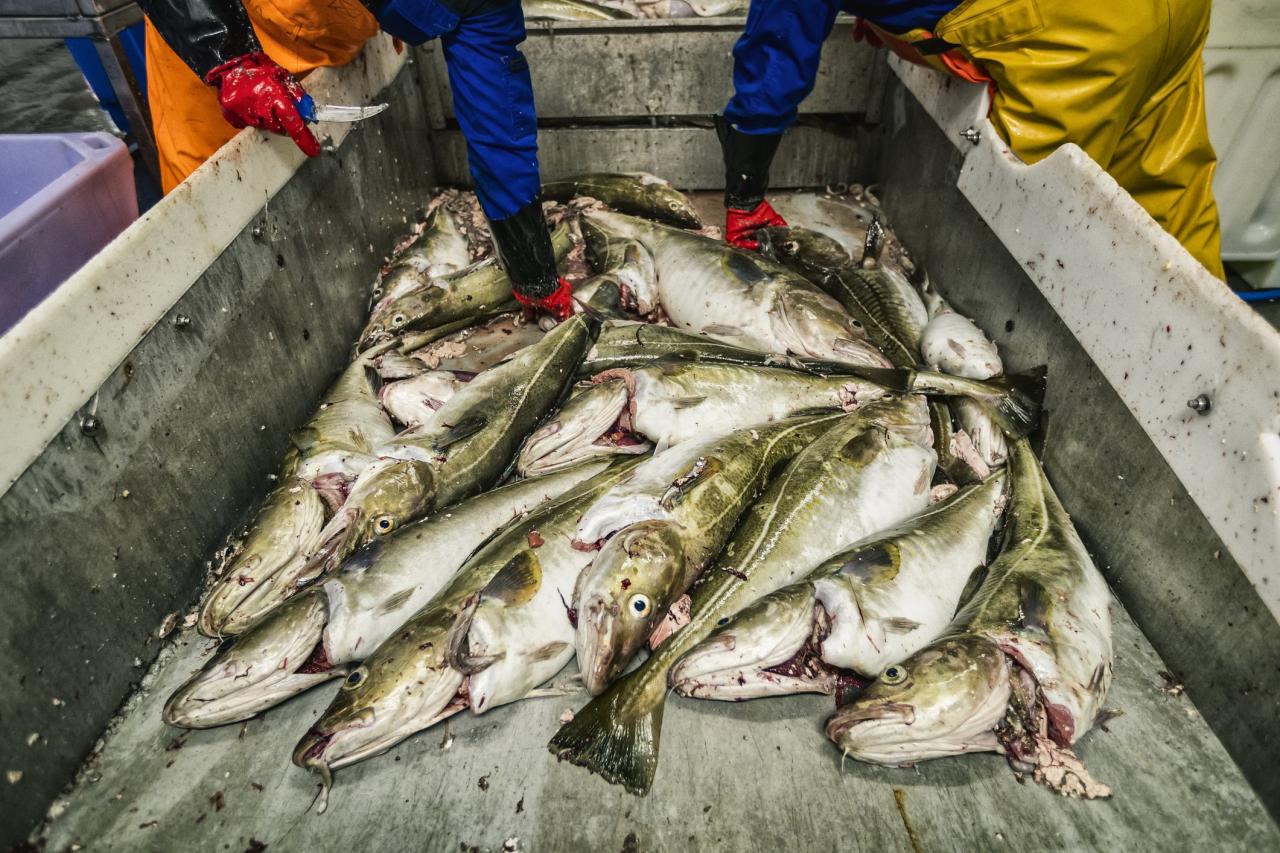 12 Fish You Should Never Eat - Unsustainable Seafood Choices