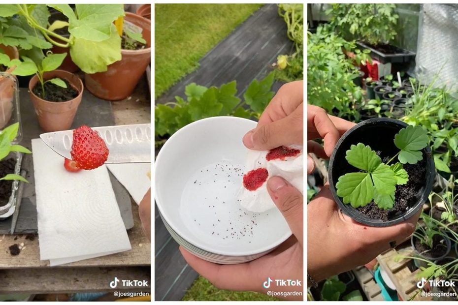 How To Grow Strawberries With Seeds From A Fresh Berry | Taste Of Home