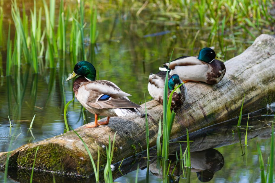 3 Ways To Make Your Pond Duck Friendly | Meateater Hunting