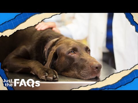 Are there outbreaks of dog flu in the US? Here's what we know. | JUST THE FAQS