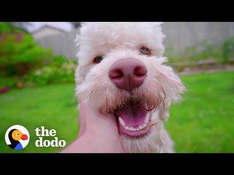 There’s A Scientific Reason Why We Love Dogs So Much | The Dodo