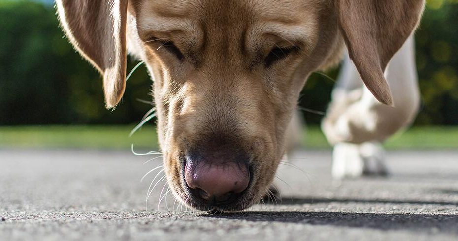 Deworming Your Dog | What To Expect In The Hours & Days After Treatment
