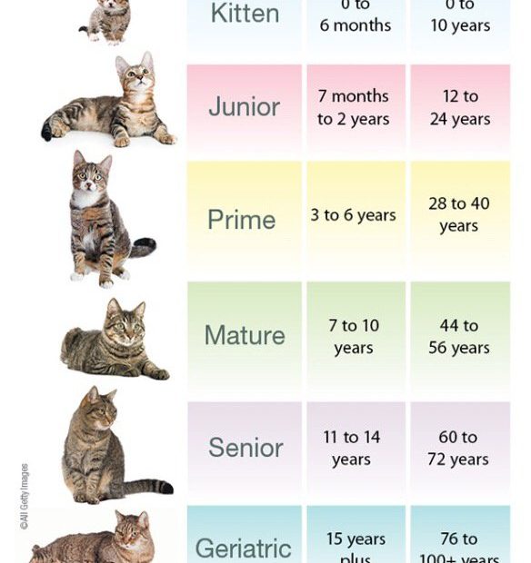 How Can You Tell How Old Is A Cat: A Guide To Feline Age Estimation