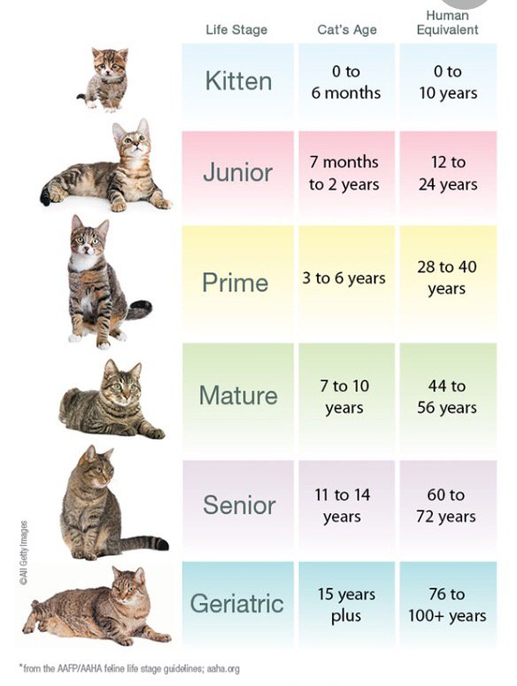 How Can You Tell How Old Is A Cat: A Guide To Feline Age Estimation