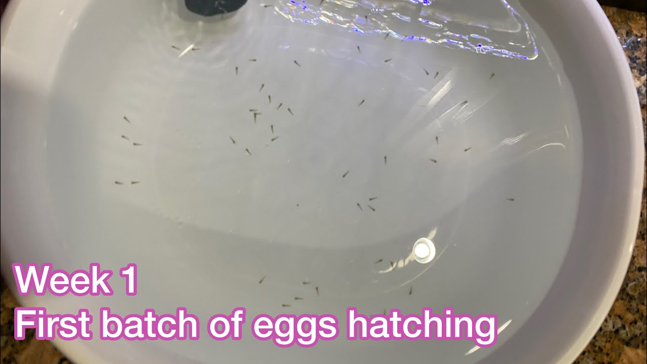 How Do Goldfish Eggs Get Fertilized Unveiling Natures Miracle