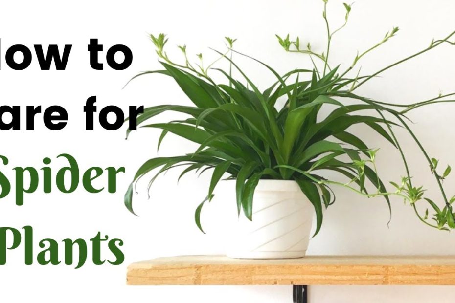 How To Properly Care For Your Indoor Spider Plant