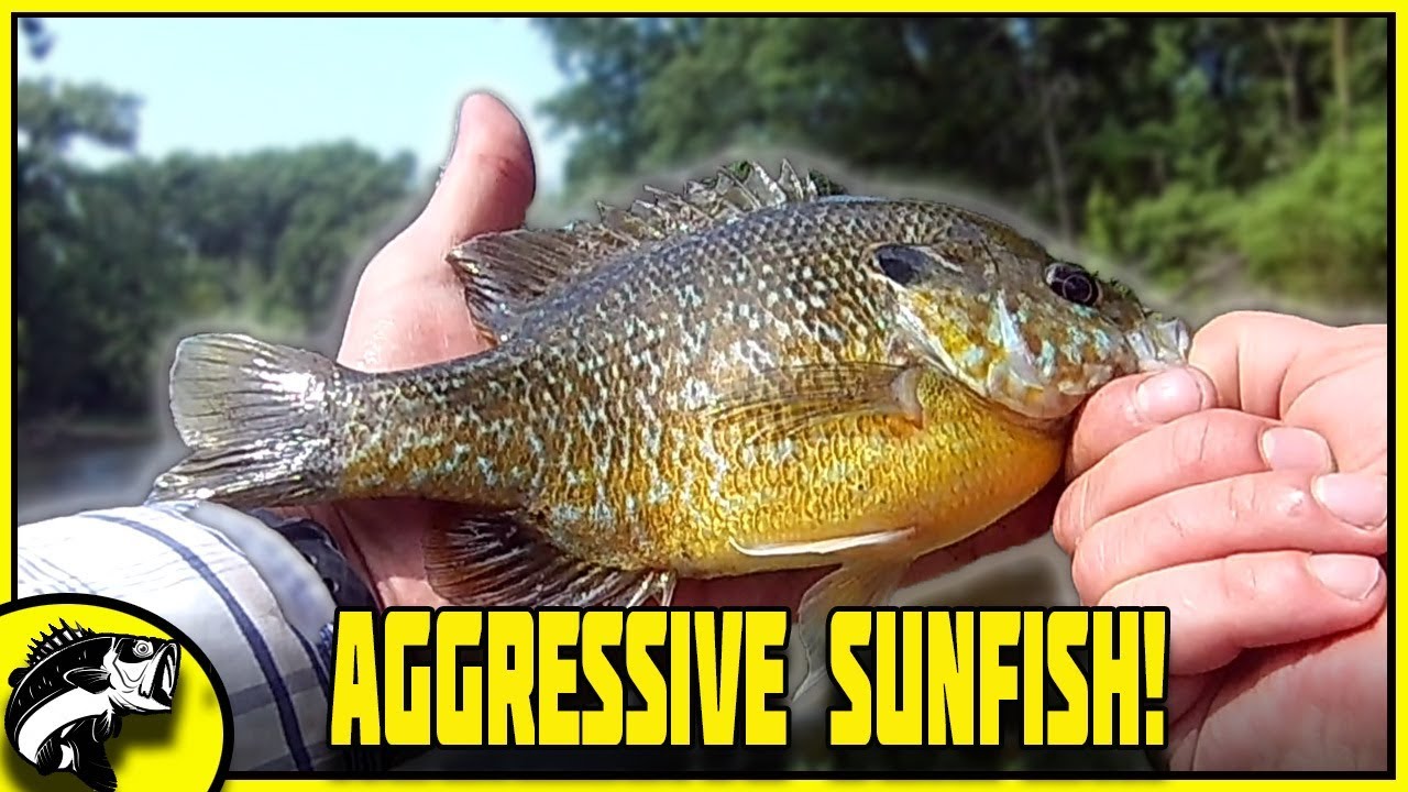 Catching Aggressive Sunfish! | Bluegill And Green Sunfish Fishing |  Ultralight | Northwest Indiana - Youtube