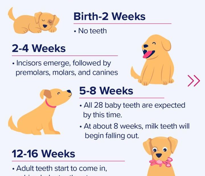 Puppy Teething: Timeline And What To Expect | Bettervet