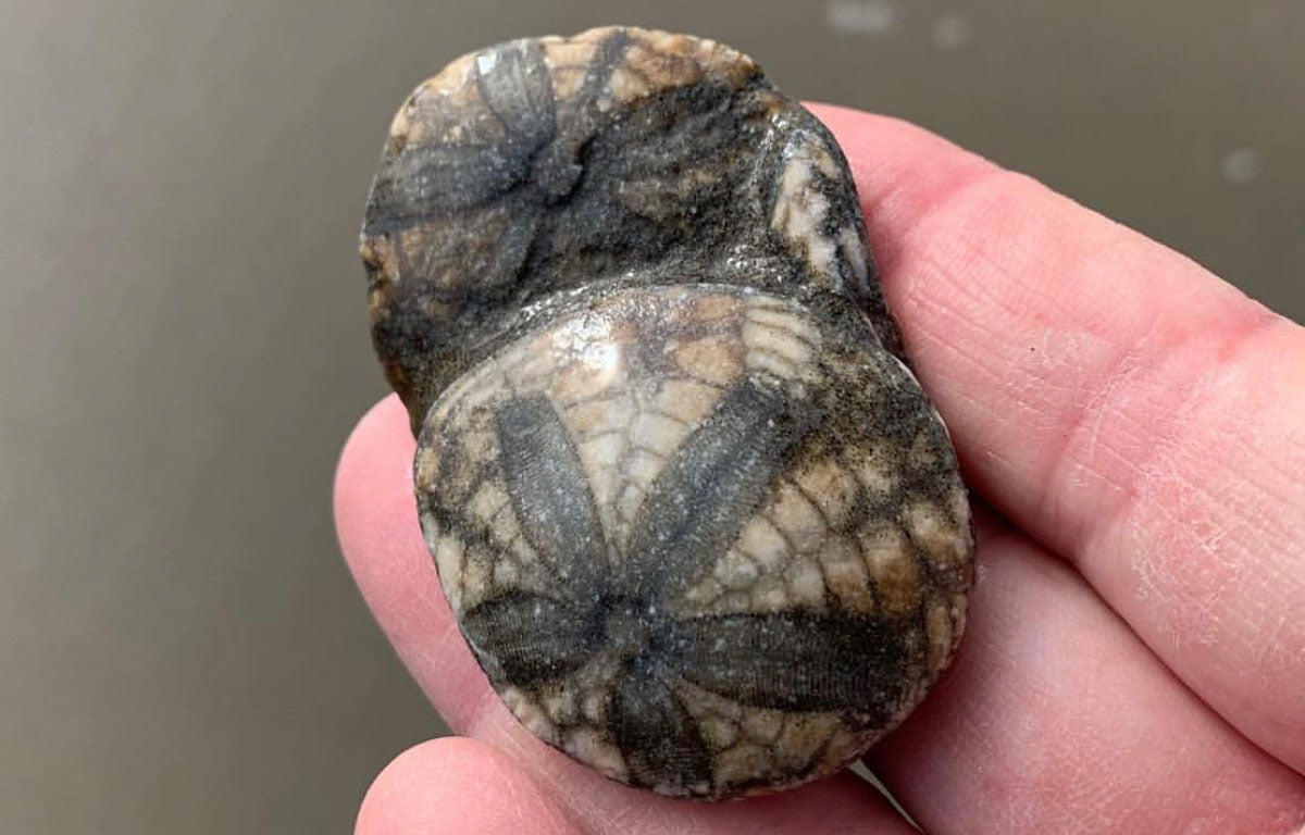 Priceless Finds: Fossil Sand Dollars – Beachcombing Magazine