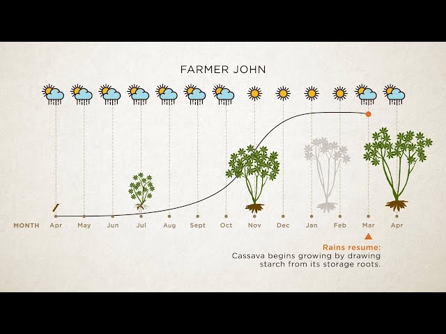 Recommendations For Scheduled Planting And Achieving High Starch Content In  Your Cassava - Youtube