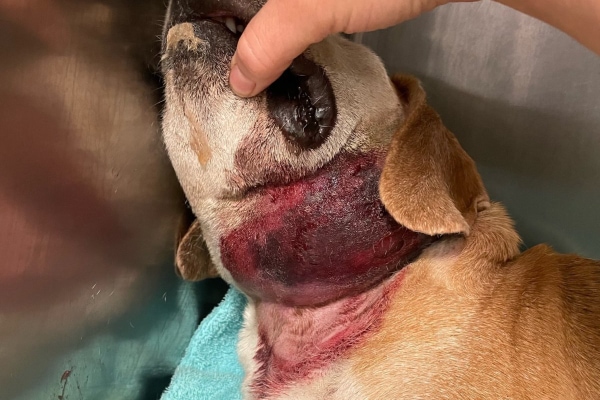 Snake Bite On Dog: Symptoms, Treatment And Prevention - Dr. Buzby'S  Toegrips For Dogs