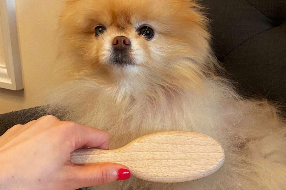 The 9 Best Dog Brushes Of 2023, Tested And Reviewed