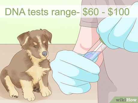 How To Tell How Big A Mixed Puppy Will Get: 12 Ways