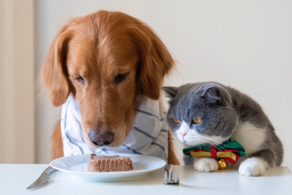 Can Cats Eat Dog Food? A Vet'S Guide To Whether Dog Food Is Safe For Cats |  Petsradar